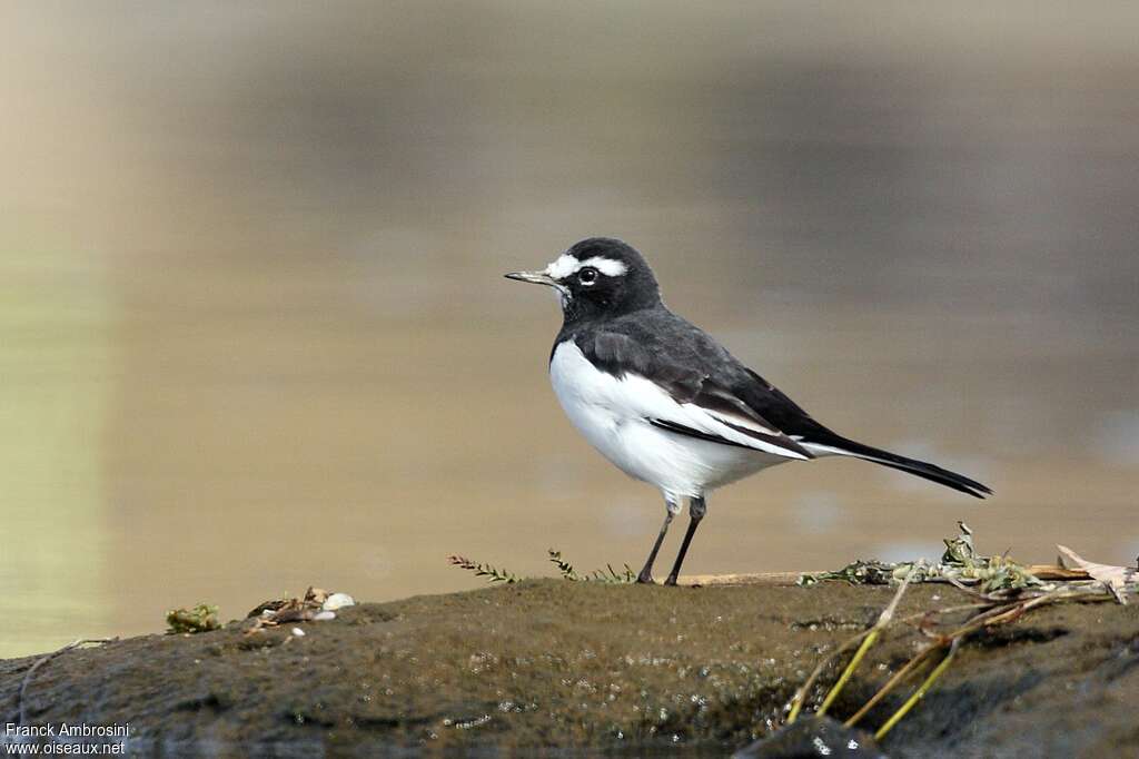 Bergeronnette du Japonadulte, identification