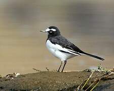 Japanese Wagtail