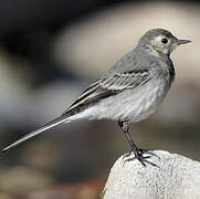 White Wagtail