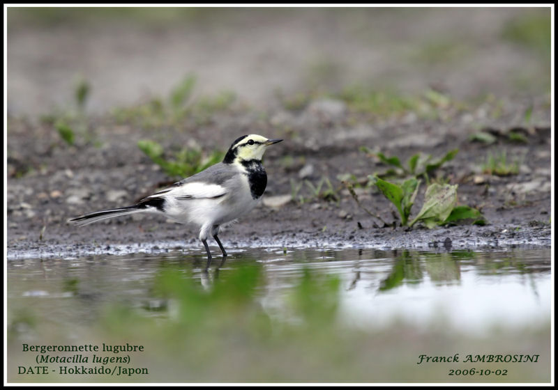 White Wagtail (lugens)adult post breeding