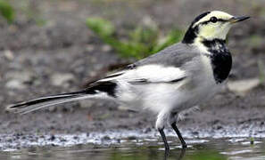 White Wagtail (lugens)