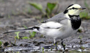 White Wagtail (lugens)