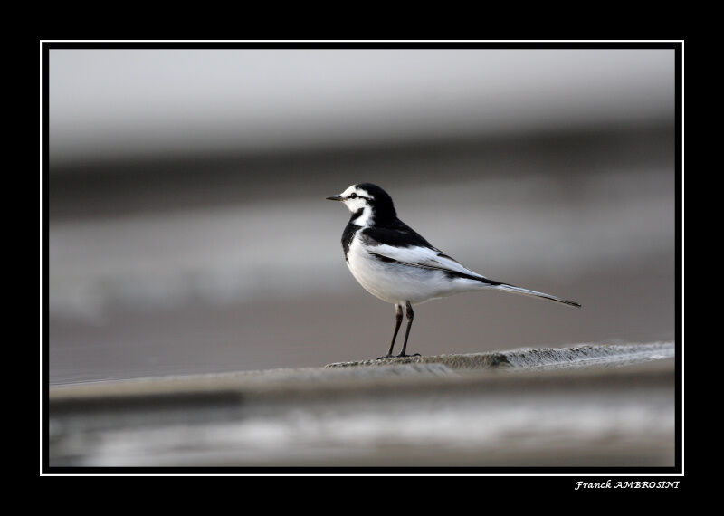 White Wagtail (lugens) male adult breeding