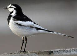 White Wagtail (lugens)