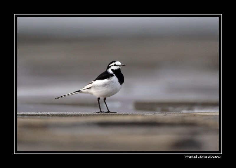 White Wagtail (lugens) male adult breeding