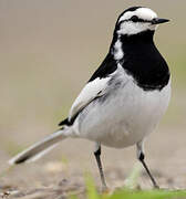 White Wagtail (lugens)