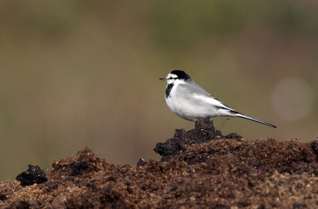 White Wagtail (lugens)