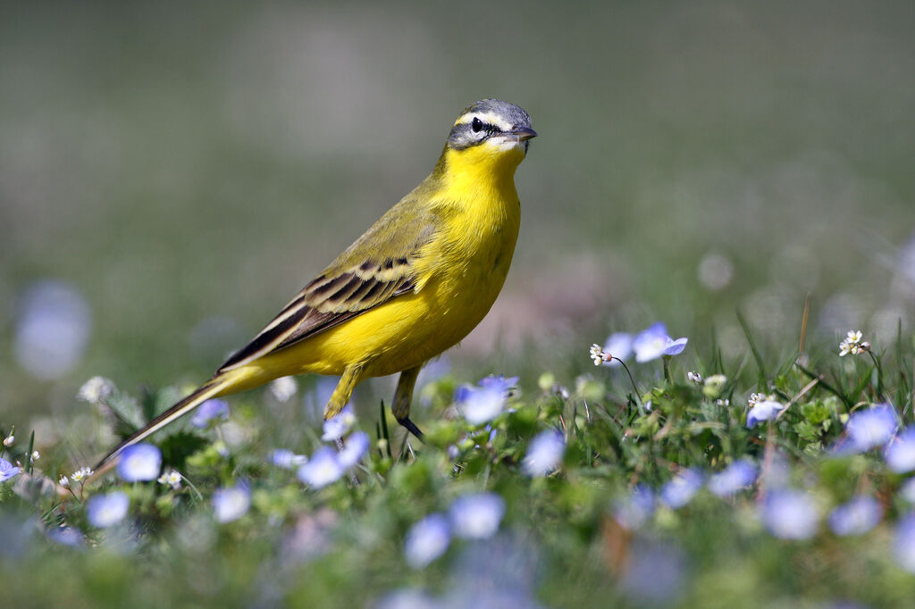 Western Yellow Wagtail male adult breeding, identification