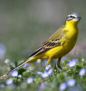 Western Yellow Wagtail