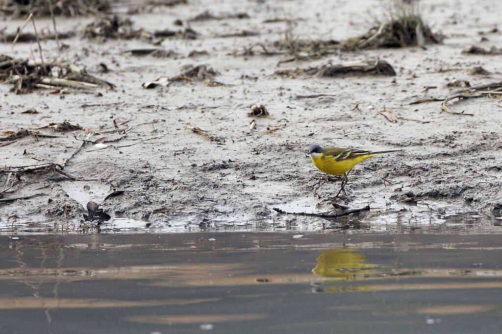 Western Yellow Wagtail male adult breeding