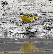 Western Yellow Wagtail