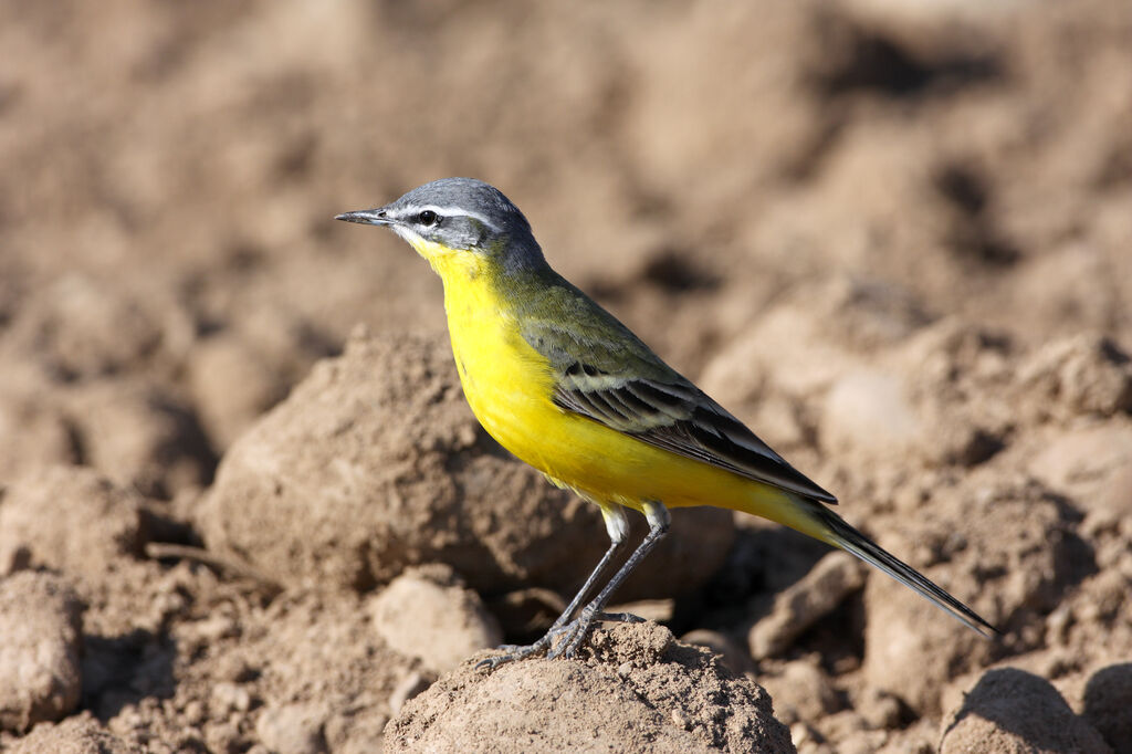 Western Yellow Wagtail male adult