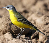 Western Yellow Wagtail