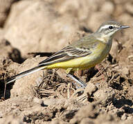 Western Yellow Wagtail