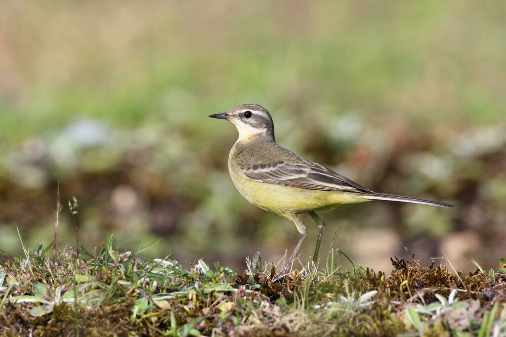 Western Yellow Wagtail