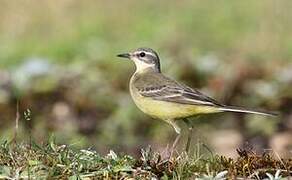 Western Yellow Wagtail