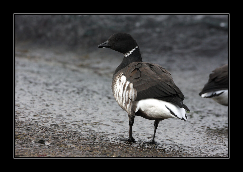 Brant Goose (nigricans)