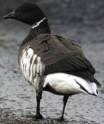 Brant Goose (nigricans)