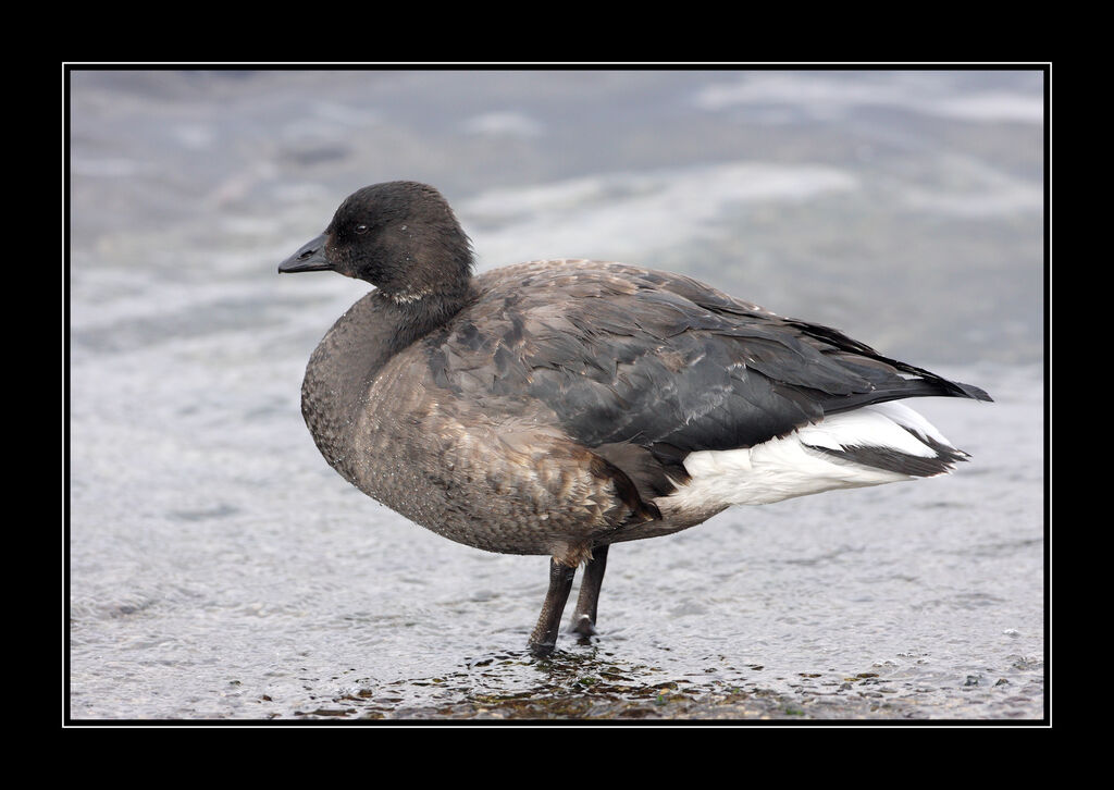 Brant Goose (nigricans)