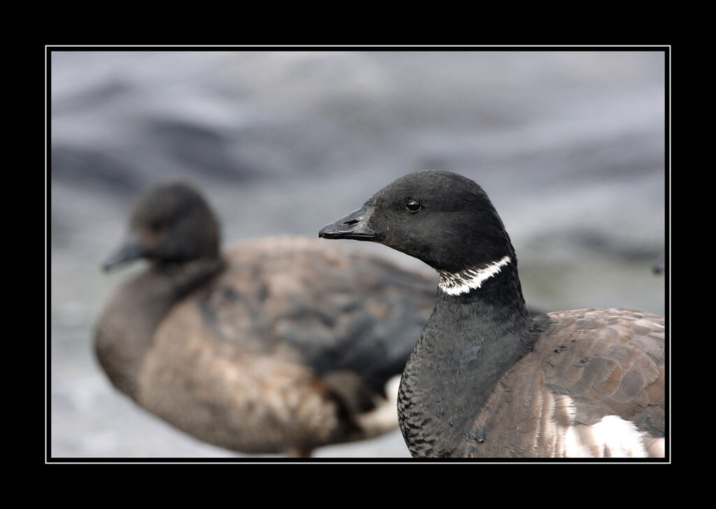 Brant Goose (nigricans)