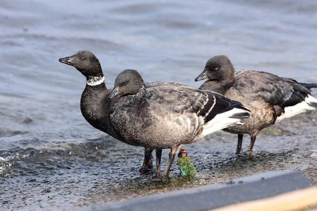 Brant Goose (nigricans)