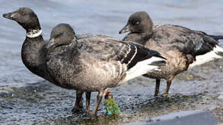 Brant Goose (nigricans)