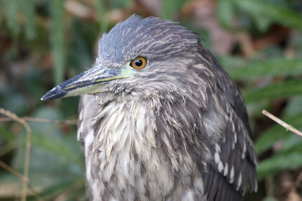 Black-crowned Night Heron