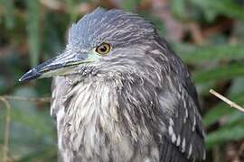 Black-crowned Night Heron