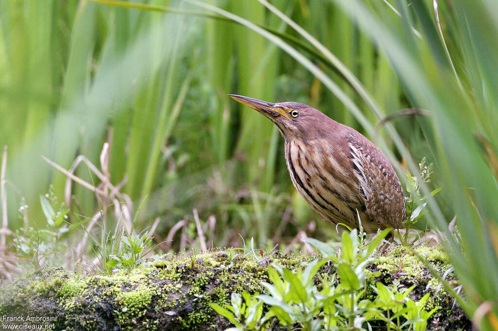 Cinnamon Bittern female adult breeding, identification