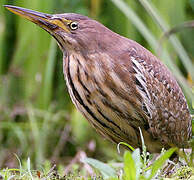 Cinnamon Bittern