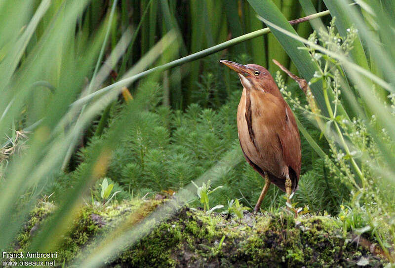 Cinnamon Bittern male adult breeding, close-up portrait