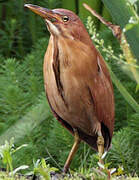 Cinnamon Bittern