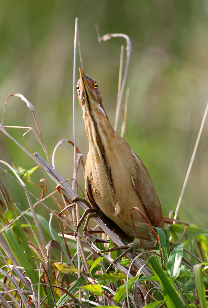 Cinnamon Bittern male adult breeding