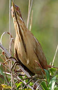 Cinnamon Bittern