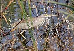 Yellow Bittern