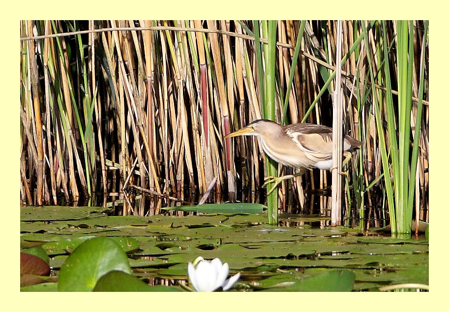 Little Bittern female adult breeding