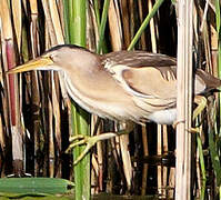 Little Bittern