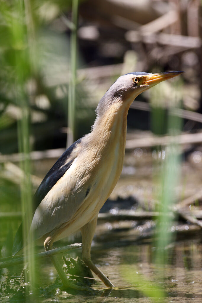 Little Bittern male adult