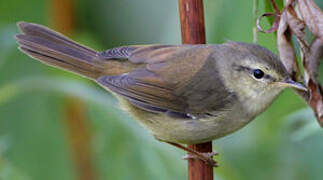 Japanese Bush Warbler