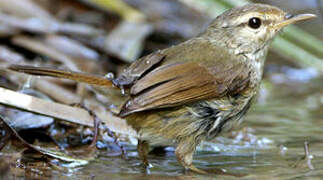 Japanese Bush Warbler