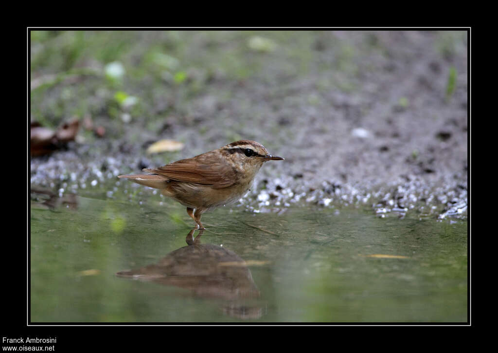 Asian Stubtailadult, identification