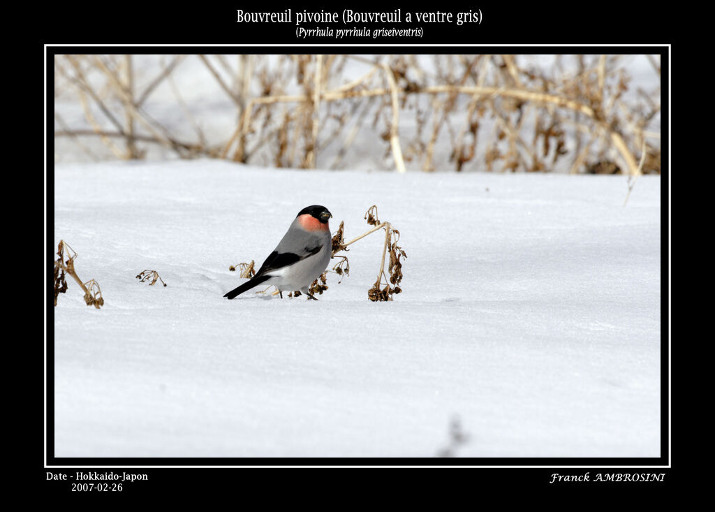 Eurasian Bullfinch male adult