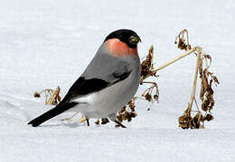 Eurasian Bullfinch