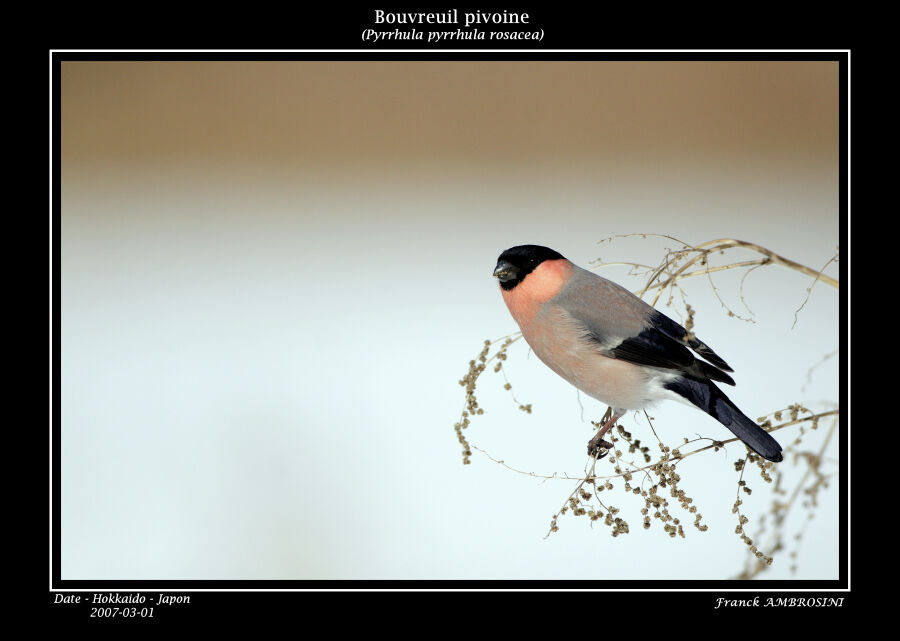 Eurasian Bullfinch male adult