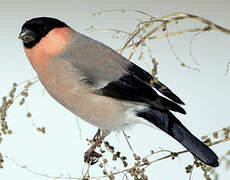 Eurasian Bullfinch