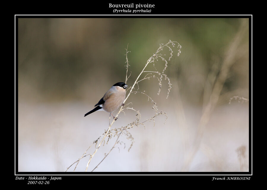 Eurasian Bullfinch female adult