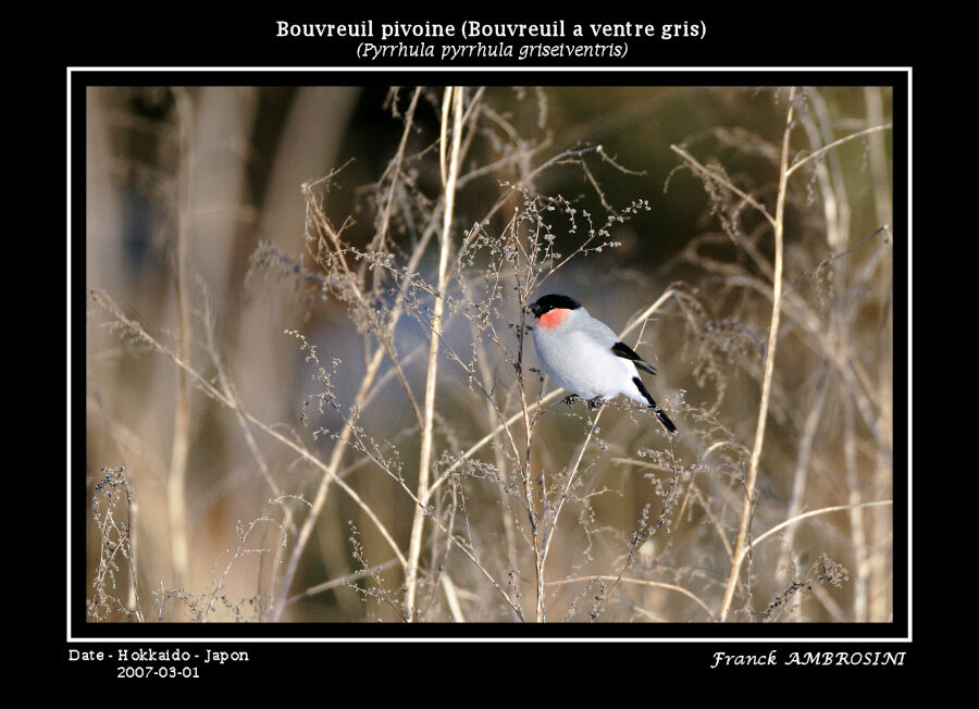 Eurasian Bullfinch male adult