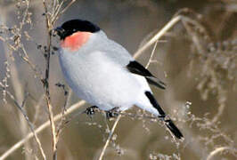 Eurasian Bullfinch