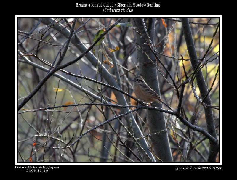 Meadow Bunting female