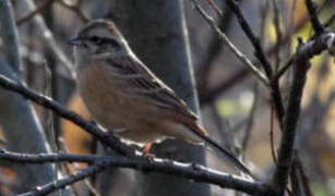 Meadow Bunting